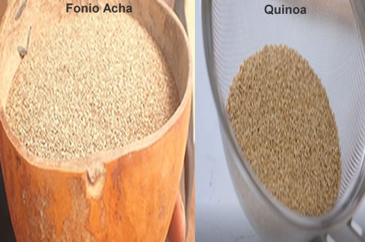 acha fonio vs quinoa nutrition