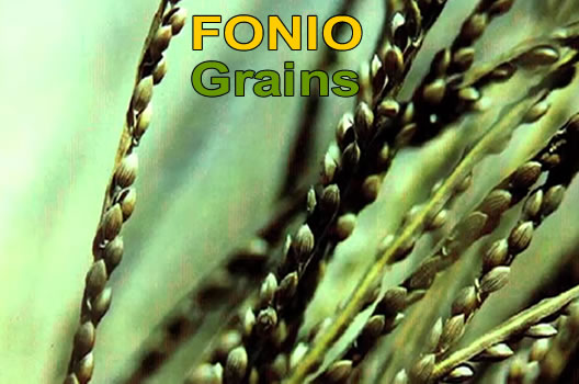 Fonio grain