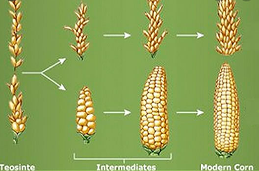 History of teocinte to the modern corn