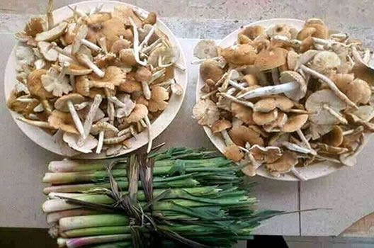 Mushrooms and sprinkle onion