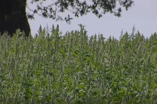 Quinoa farming in England UK #2