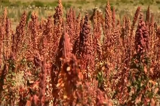 Quinoa farming in Bolivia#2