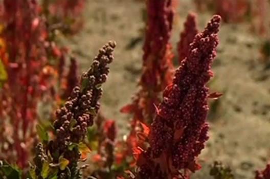 Quinoa farming in Bolivia#3