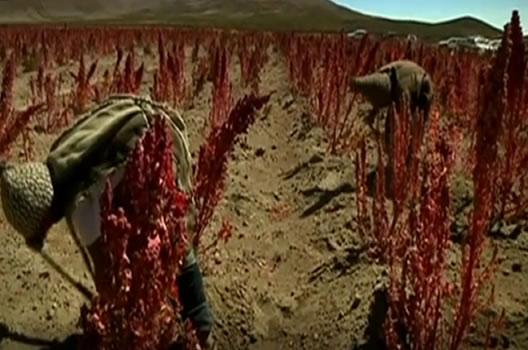 Quinoa farming in Bolivia#4