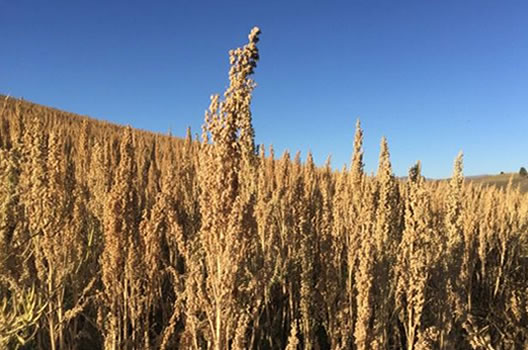 Farming quinoa plant in Bolivia South America