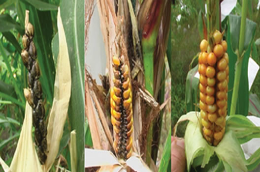Teocinte to intermediates to the modern corn
